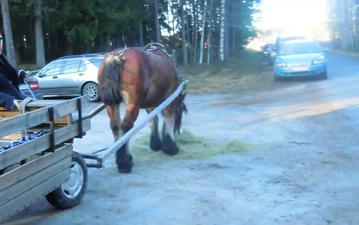 Häst och vagn till Mobygården